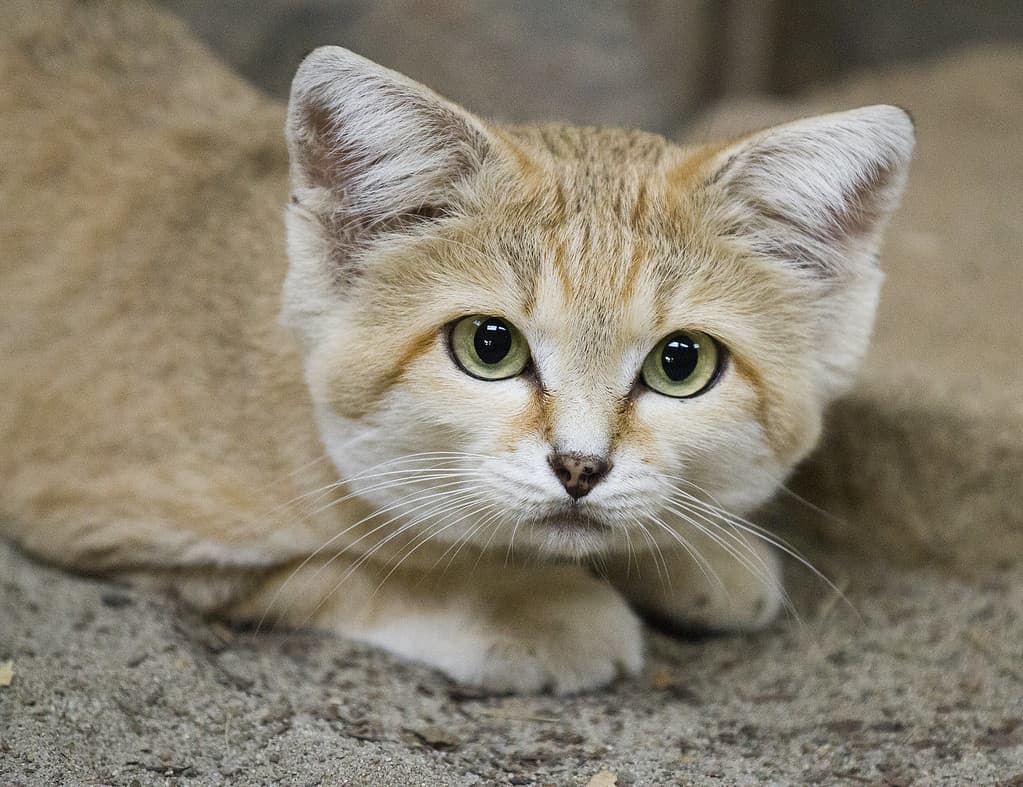 adorable sand cat