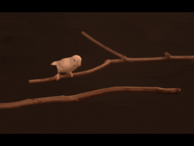 Parrotlet hopping 2.