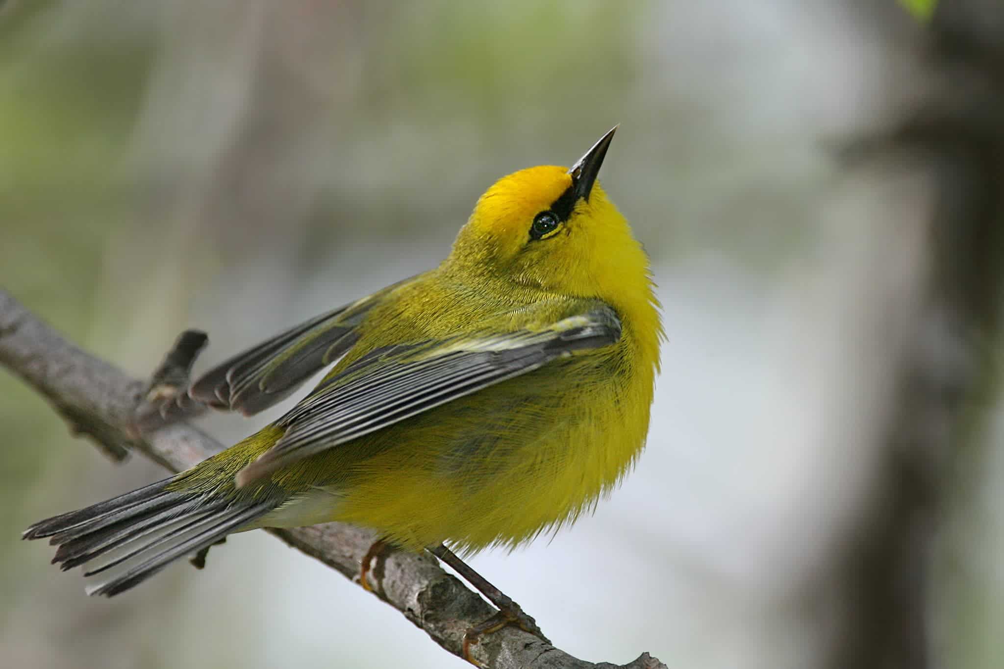 The Blue-winged warbler is one of the North-American birds which can't adapt to the new climate change conditions. Image credits: Wwcsig.