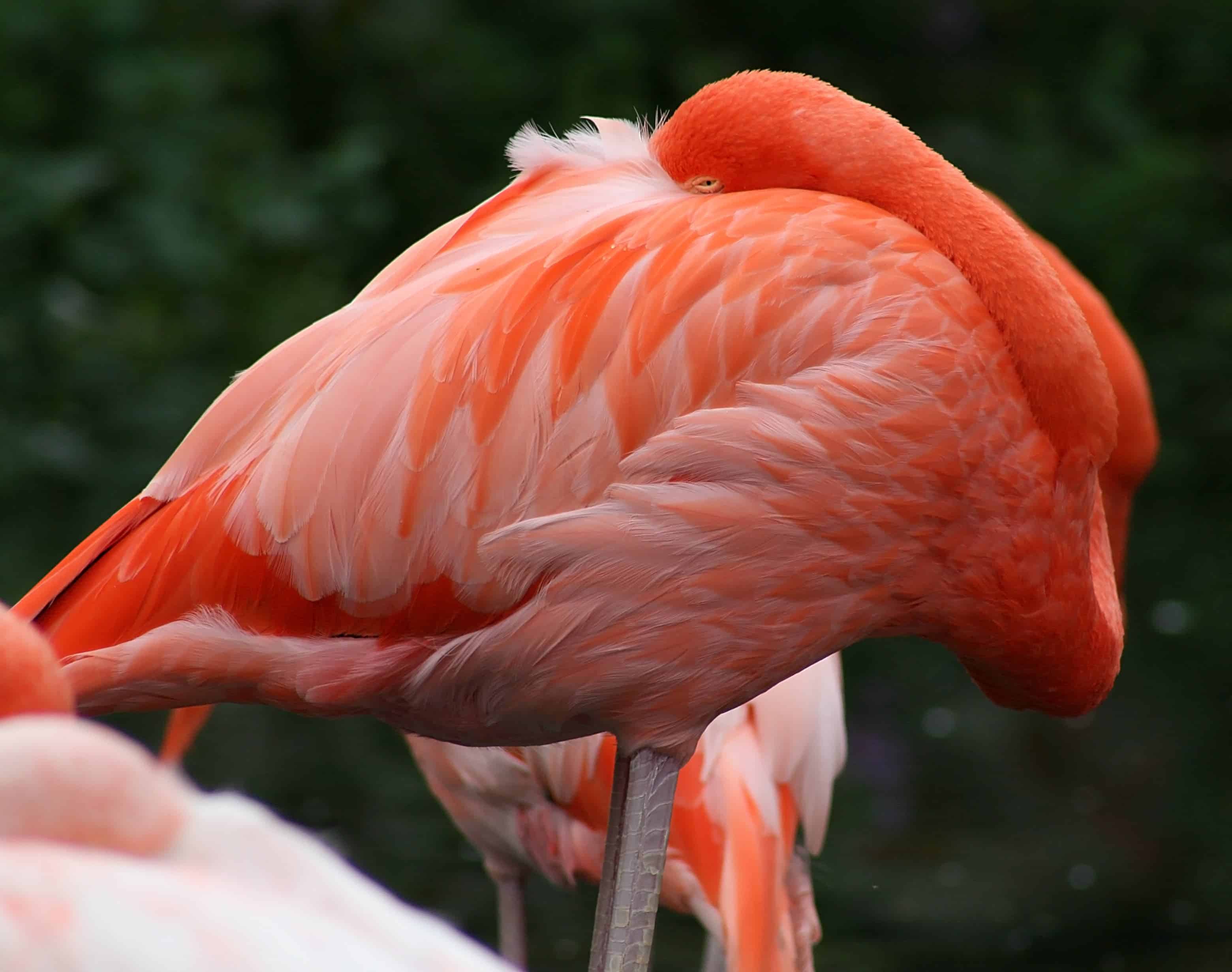 Flamingoes are so comfortable on one leg they can even sleep like that. Image credits: Darren Swim.