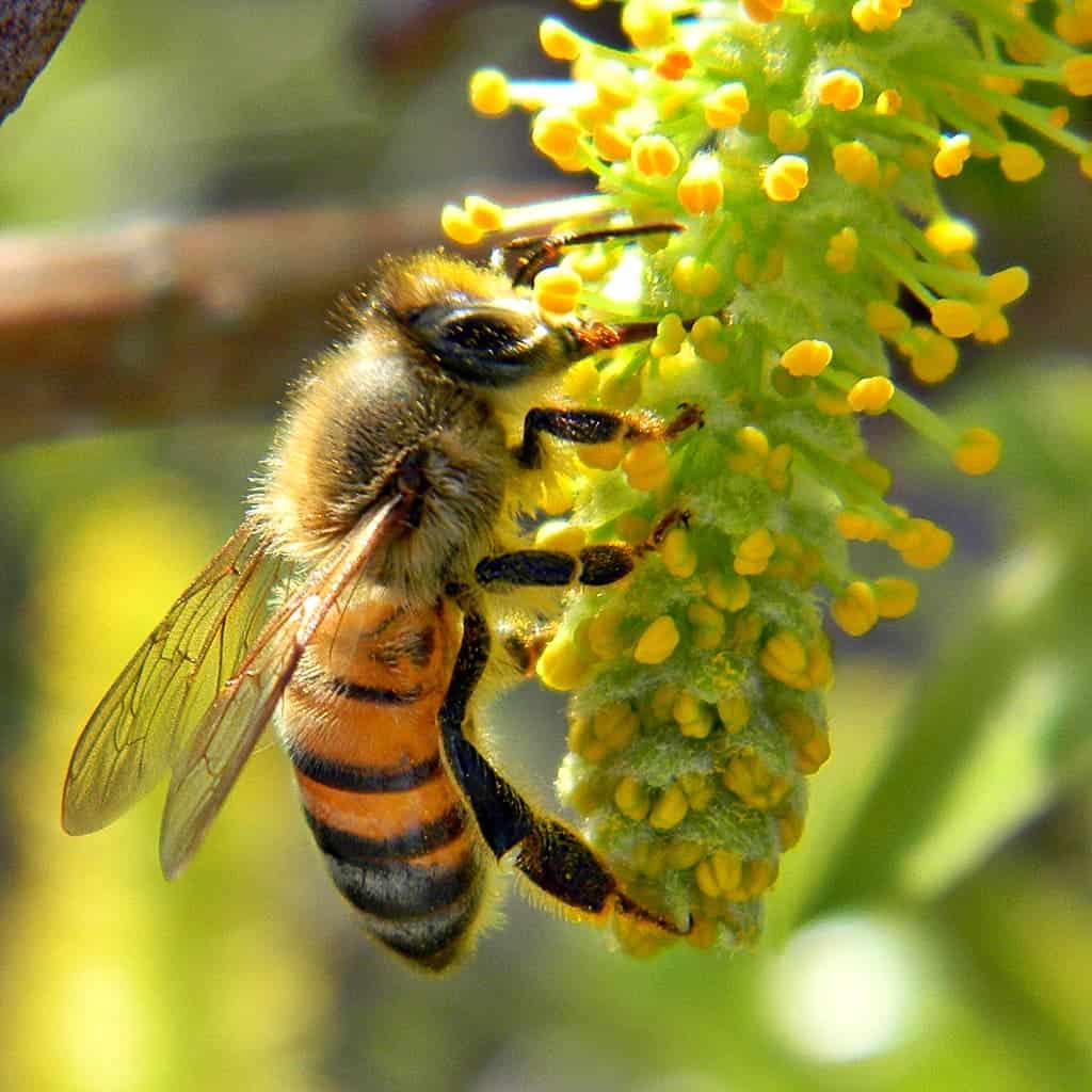 Bees pollinate thousands of plants. Image credits: Bob Peterson.