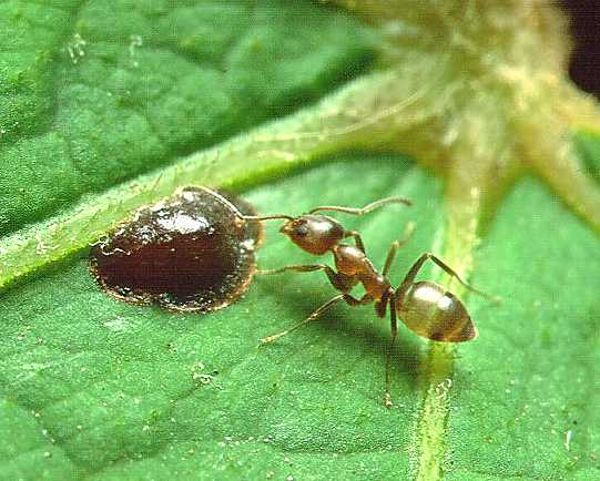 Argentine ants are pests in homes and agriculture all over the world. Image credits: Penarc.