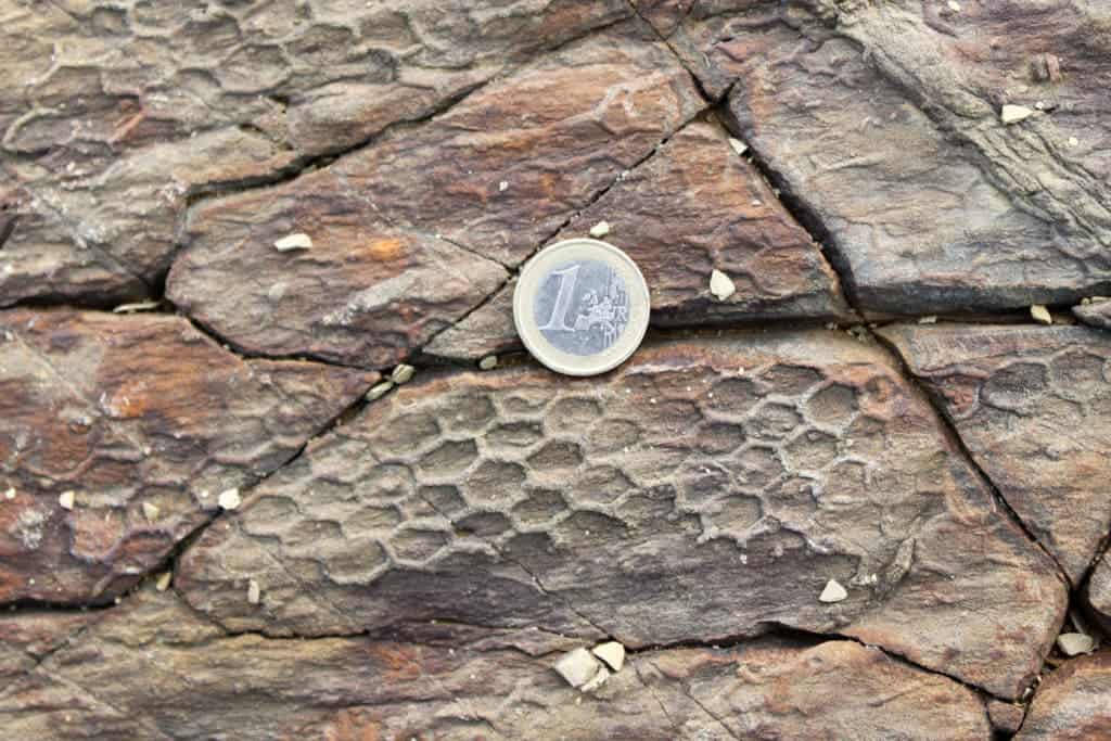 Paleodictyon fossil