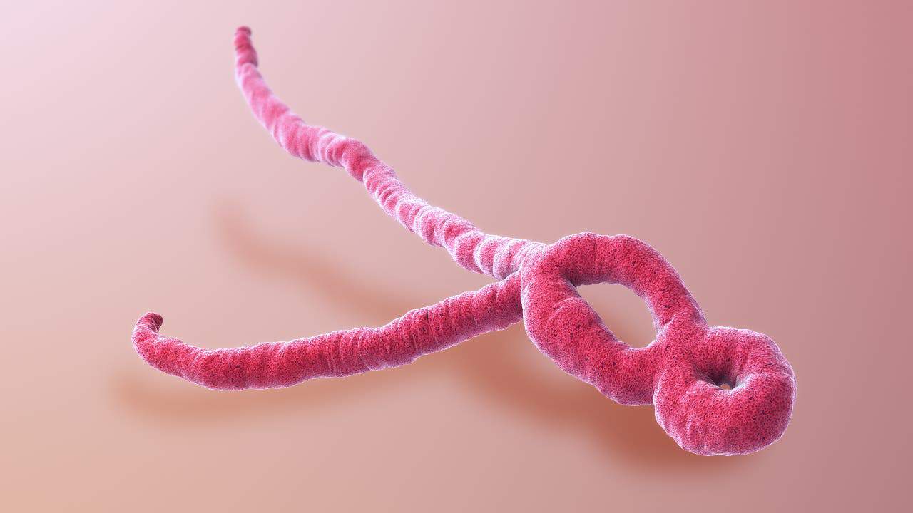 ebola virus artistic depiction