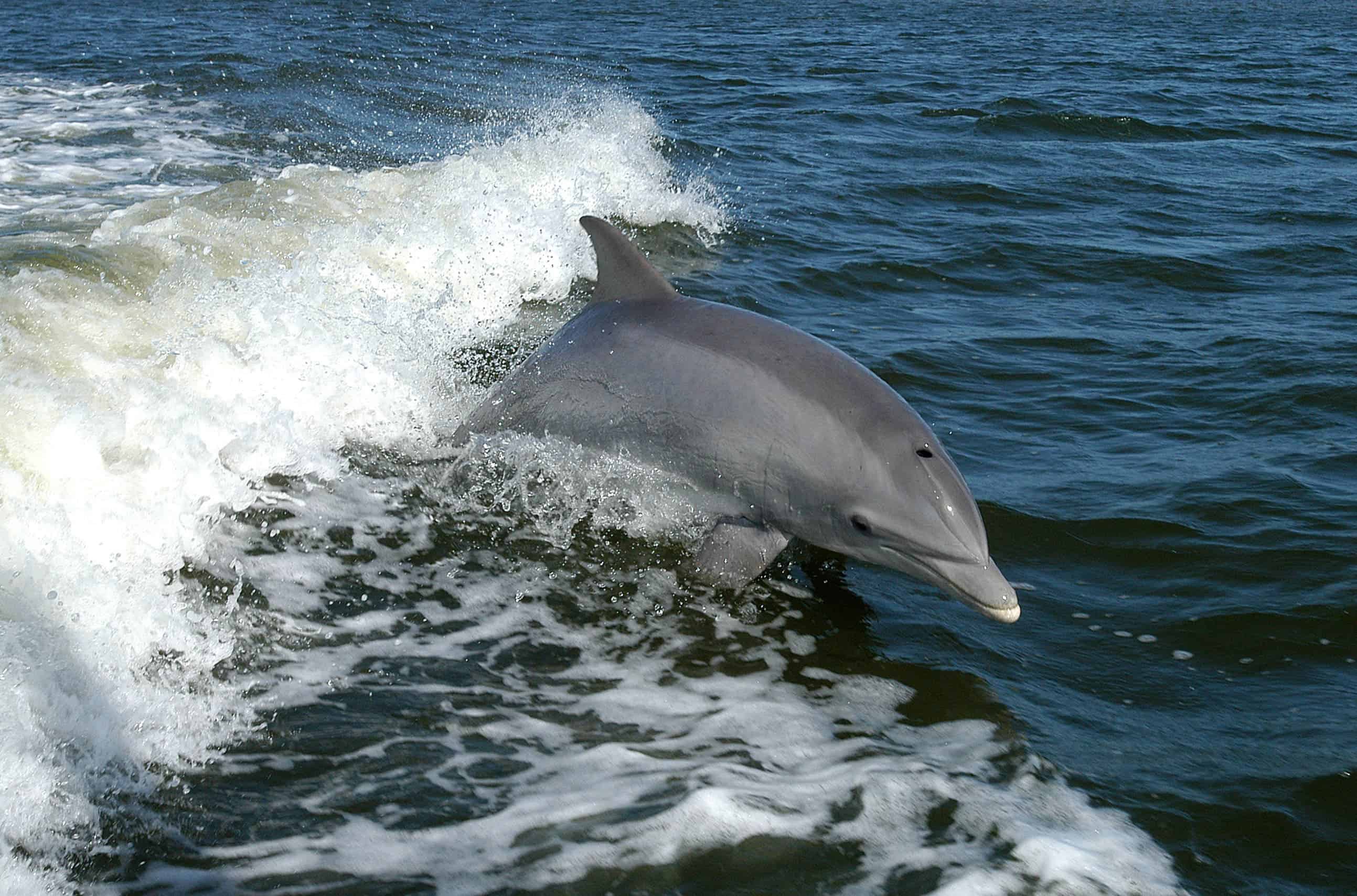 Dolphins aren't doing so well, and this is an alarm signal for all of us. Image credits: NASA.
