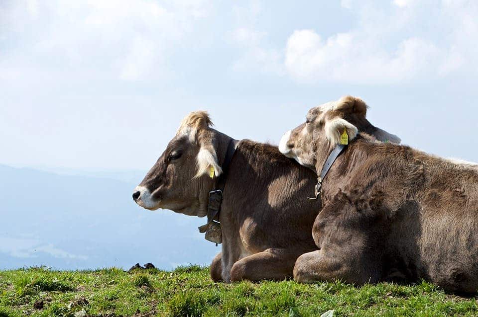 Guess what? Homeopathy doesn't work on cows, either