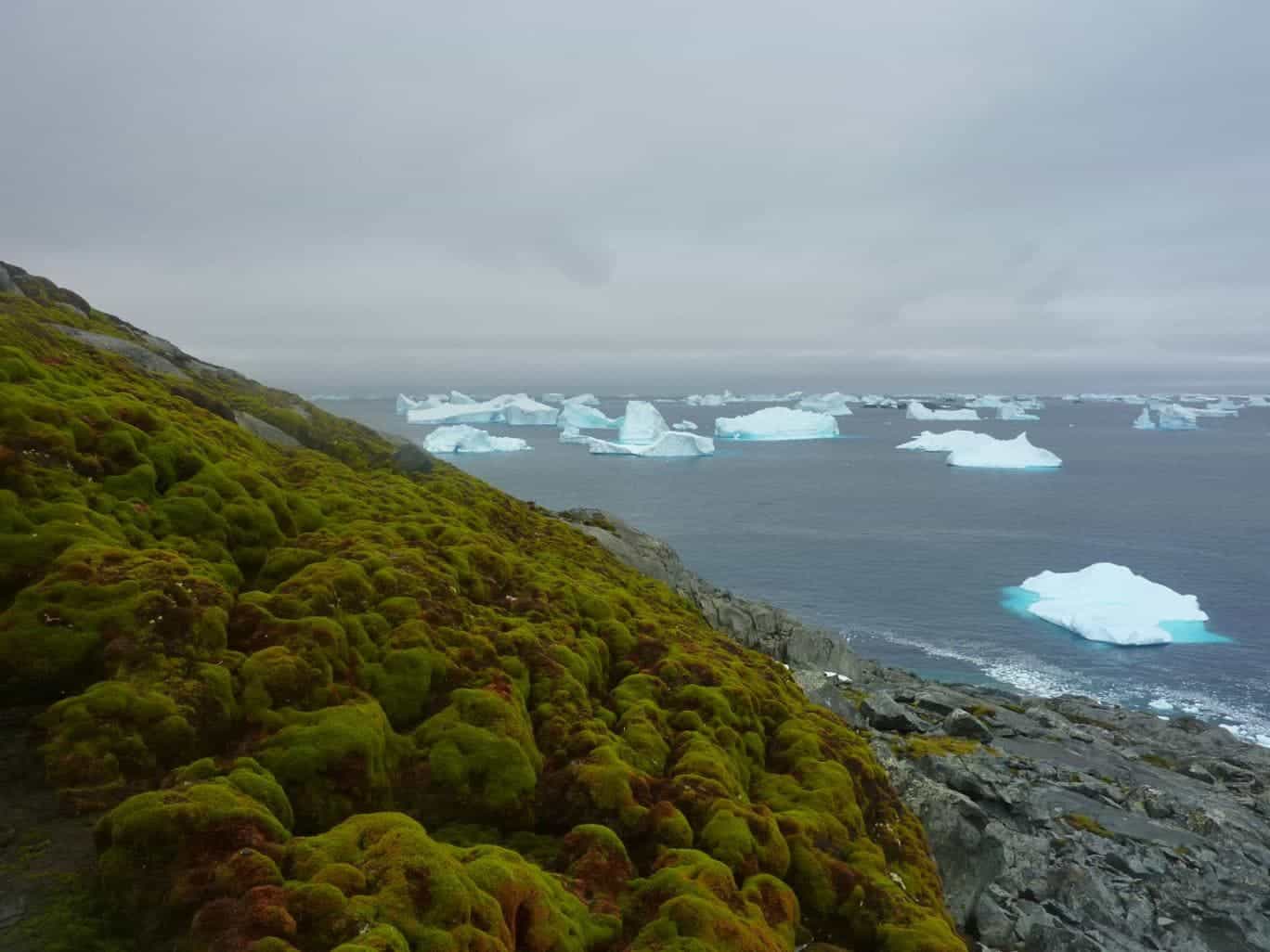 A bank of moss on the appropriately named Green Island in the Antarctic. Image credits: Matt Amesbury.