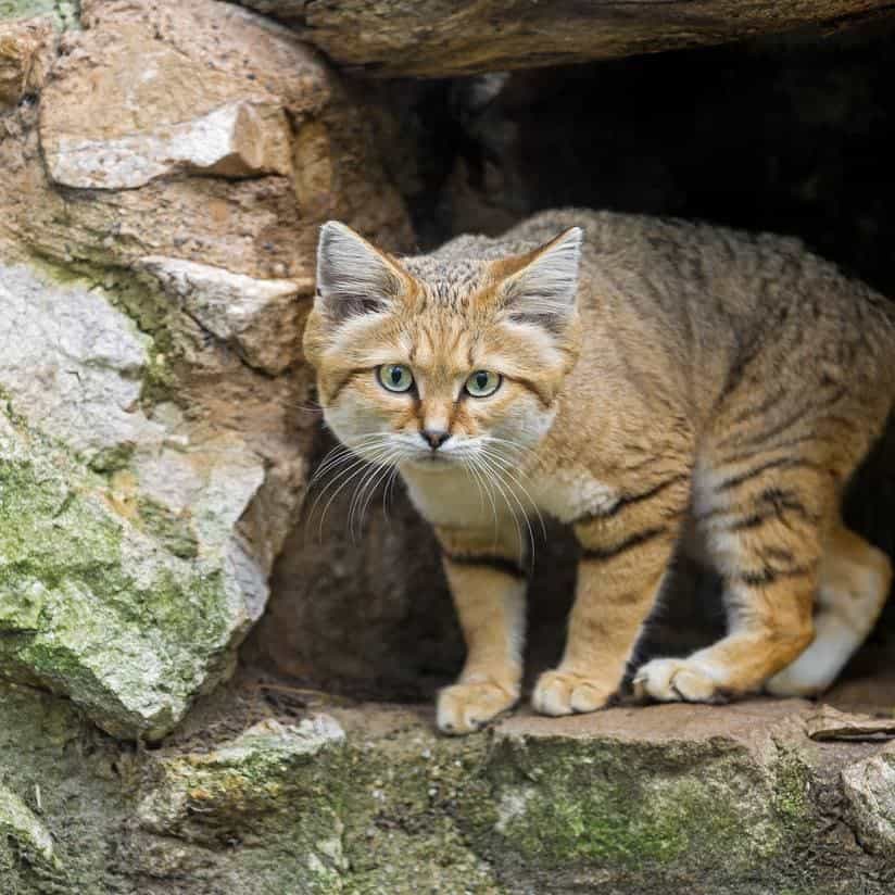 Sand cats can run as fast as 25mph. Credit : Tambako The Jaguar/Flickr.