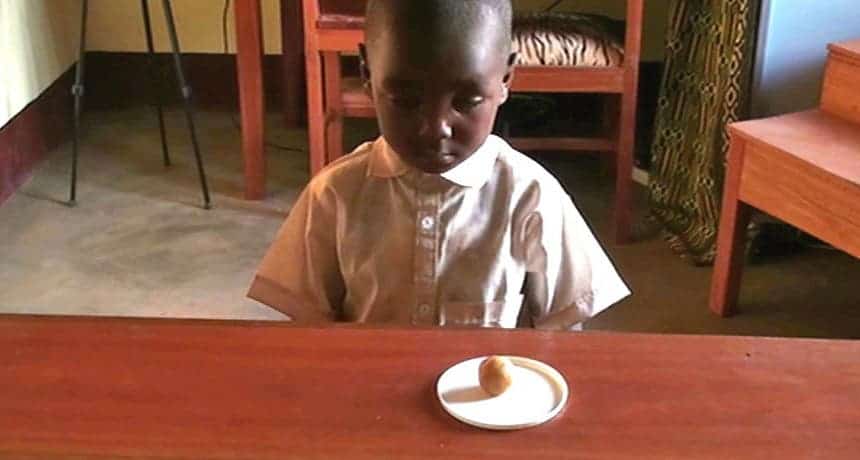 A 4-year-old boy from a Nso farming community in Cameroon faces down a puff-puff pastry while waiting for a second treat during a battle of self-control known as the marshmallow test. Image credits: Culture and Development Lab / Osnabrück University.