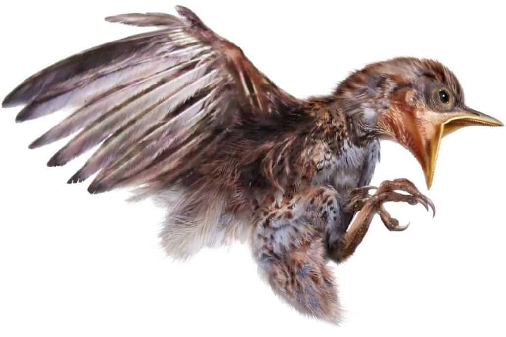 Artist impression of the hatchling's pose as preserved in the amber. Credit: CHUNG-TAT CHEUNG.