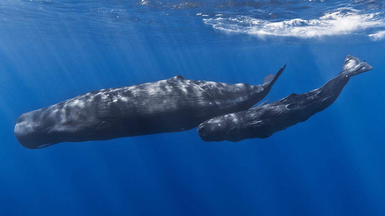 A mother sperm whale and her calf. Image credits: Gabriel Barathieu.
