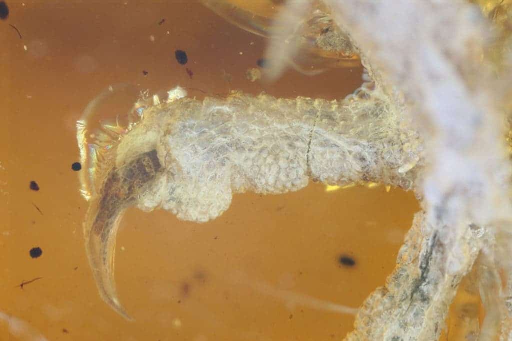 Zooming in on the tiny claws of this ancient hatchling. Credit: Xing Lida.