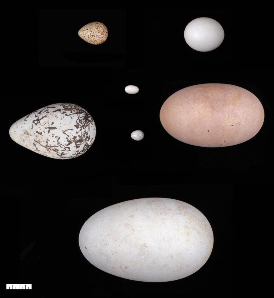 Eggs of different shapes and sizes. The best predictor of an egg's shape is the bird's flight ability, a new study suggests. Credit: Harvard Museum of Comparative Zoology.