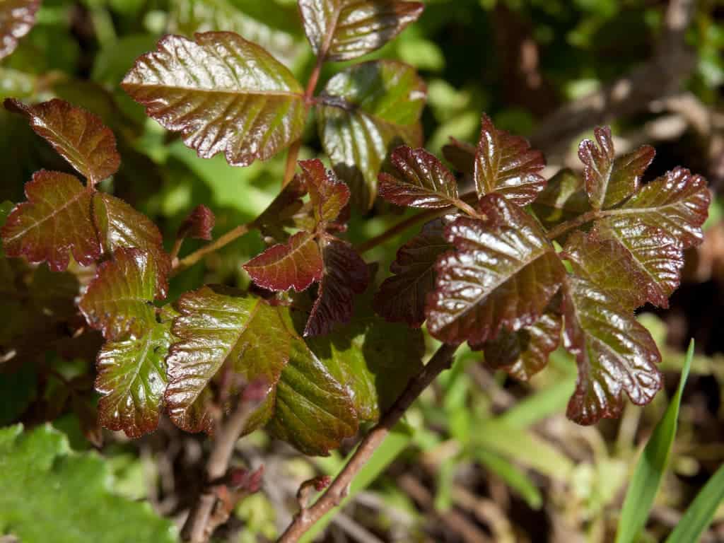 The Pacific poison oak, sometimes simply called a poison oak. (Toxicodendron diversilobum). Have a good look at it. Image credits: Franco Folini / Flickr.