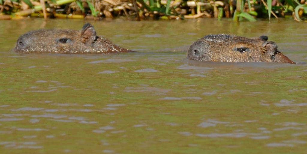 Swimming capybara couple