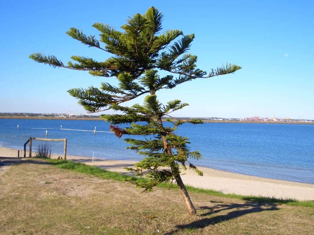 Cook pine in Kyeemagh Beach, southern Sydney, Australia. Credit: Wikimedia Commons. 
