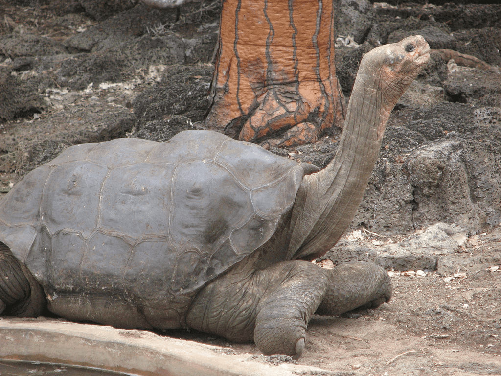 The last (known) Pinta tortoise, Lonesome George. Note his saddle-shaped shell which is indicative for Floreana tortoises also. Image credits: Mike Weston.
