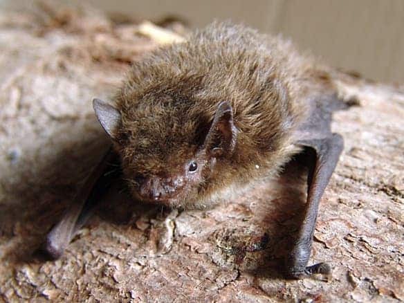 Nathusius' bats were one of the two species included in this study. Image credits: GFDL & CC ShareAlike 2.0.