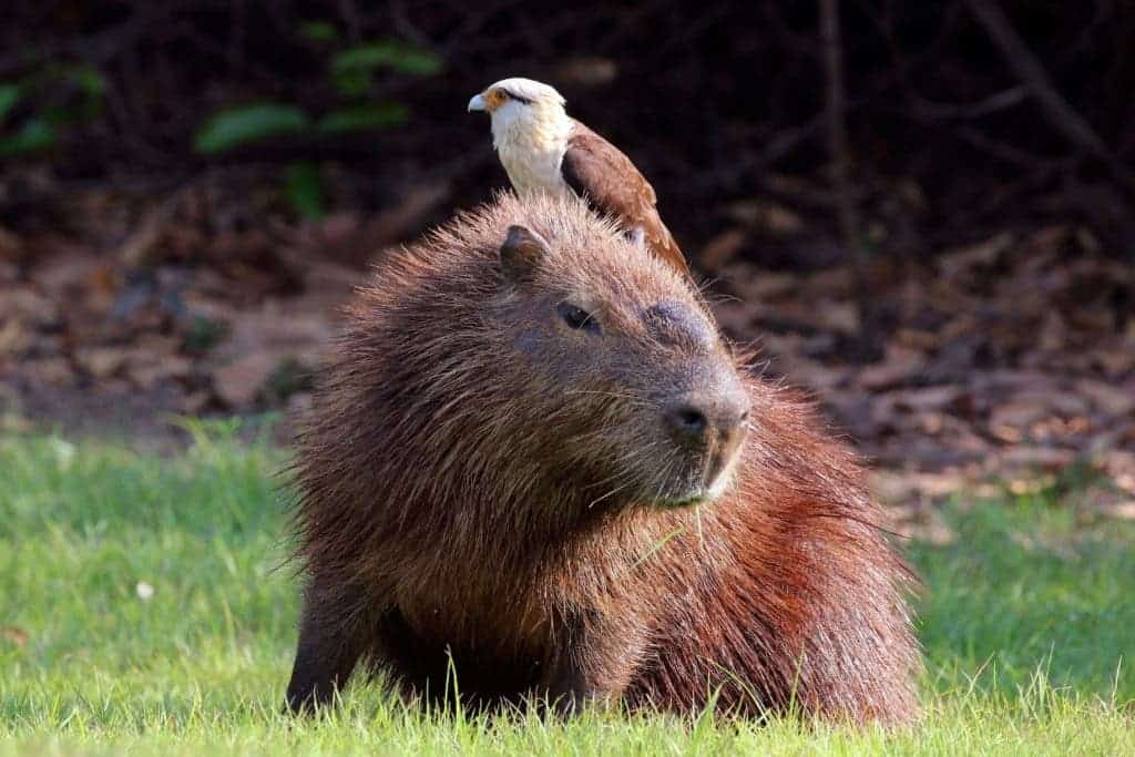 Hawk standing on capybara