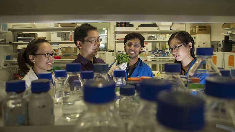 Dr Su Yin Phua, Dr Kai Xun Chan, Diep Ganguly, and Estee Tee, in the lab. Image credits: Stuary Hay, ANU.