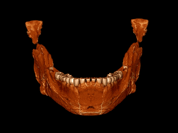 The reconstructed mandible of one of the earliest Homo sapiens yet discovered. (Jean-Jacques Hublin / Max Planck Institute for Evolutionary Anthropology).