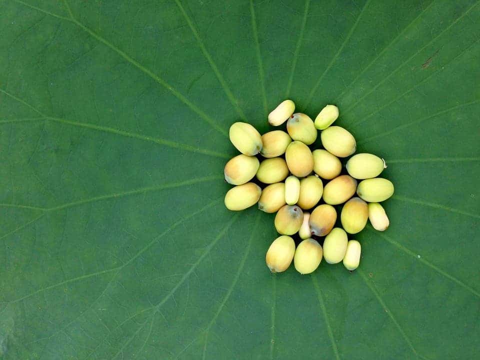 Lotus seeds.