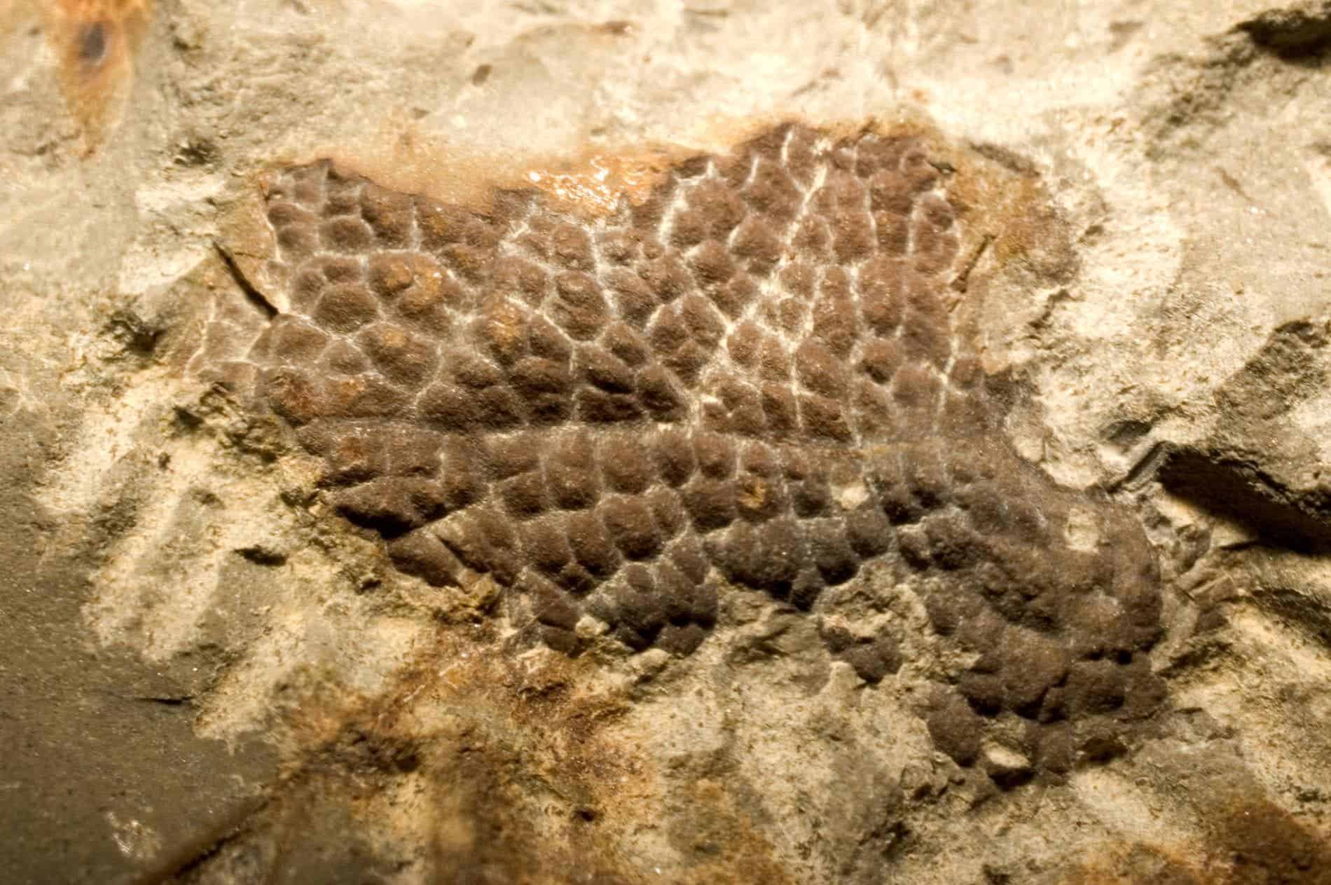This fossilized skin comes from the neck of a Tyrannosaurus rex. Image credits: Peter Larson.