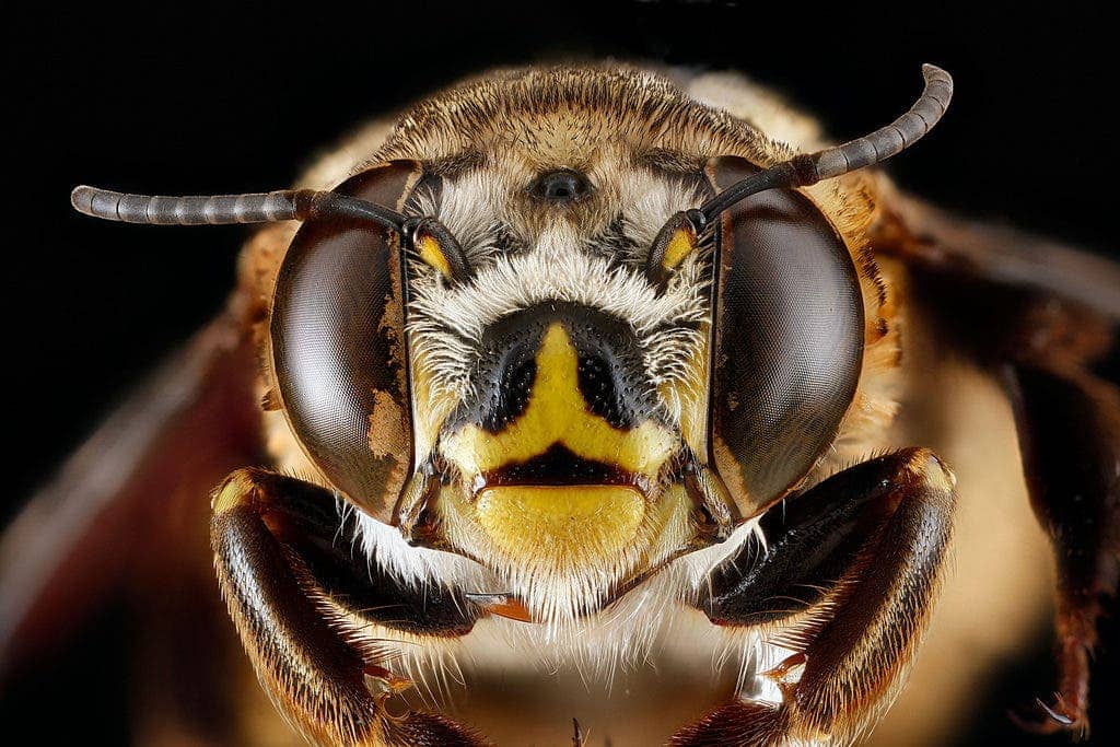 Closeup of a bee's amazing eyes. Credit: Flickr, USGS Bee Inventory.