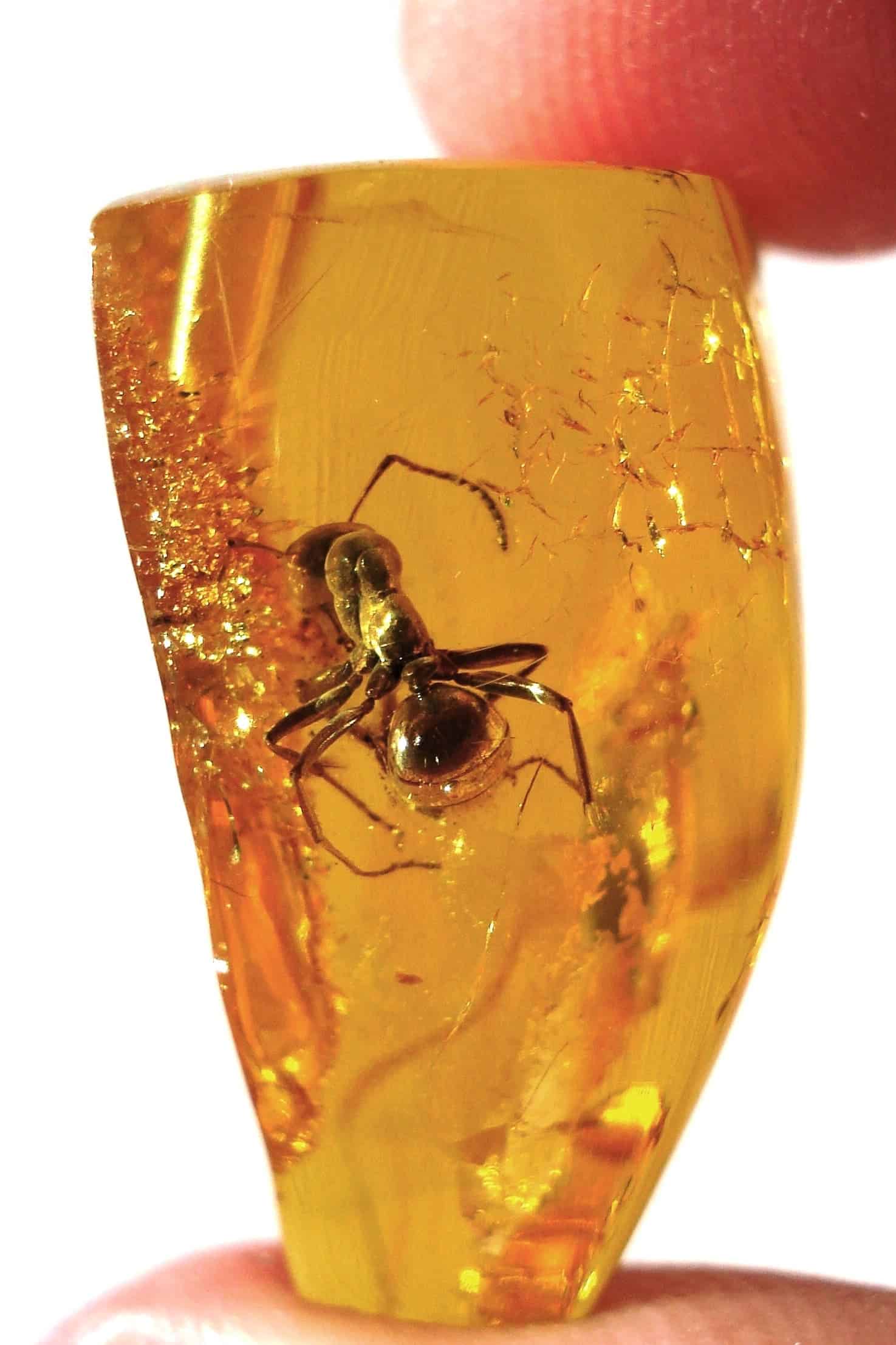 An ant inside of Baltic amber. Image credits: Anders L. Damgaard.