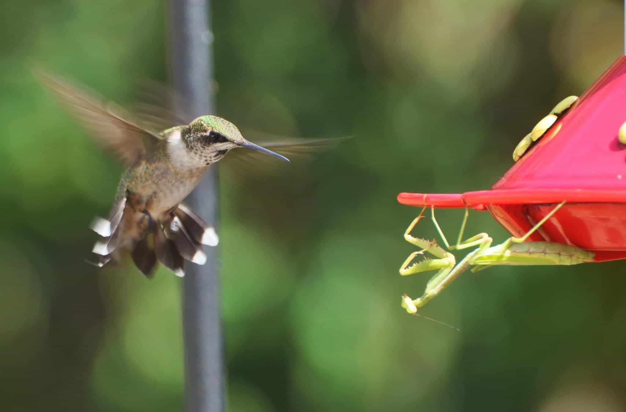 Watch out, hummingbird! Image credits: Face Off!
