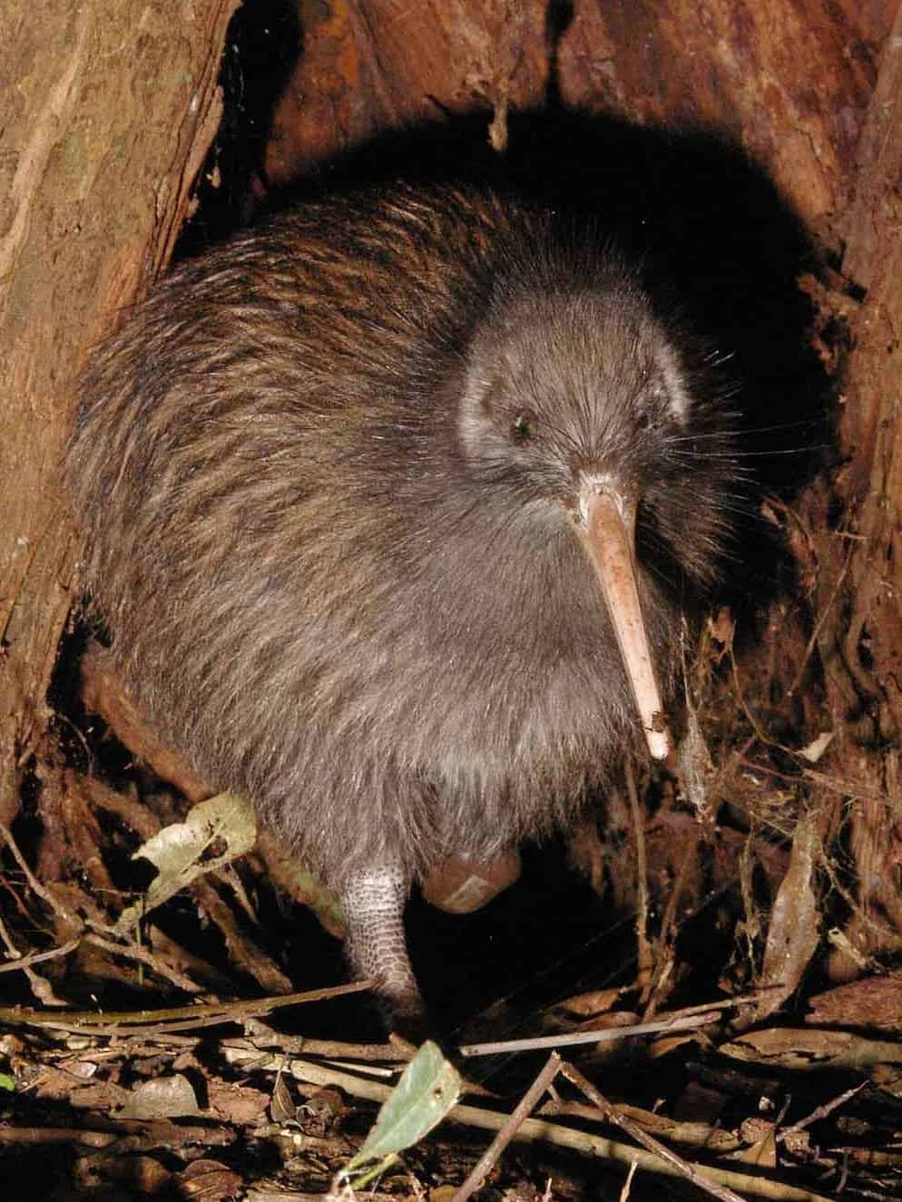 A kiwi bird. Image credits: Maungatautari Ecological Island Trust.
