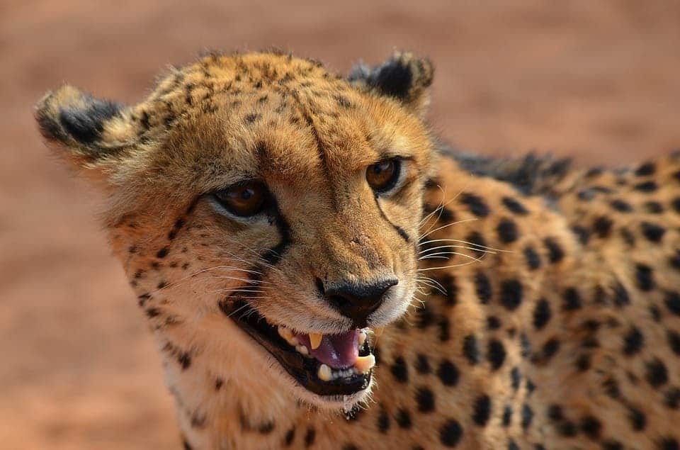 At a top speed of 120 km/h, the cheetah (Acinonyx jubatus) is the fastest land based animal in the world. Credit: Pixabay, UGVERTRIEB.