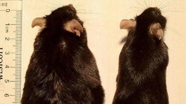 Both of these mice are on a high-fat diet. But the right one is smell-less, while the left one has a regular sense of smell. Image credits: Cell Metabolism.