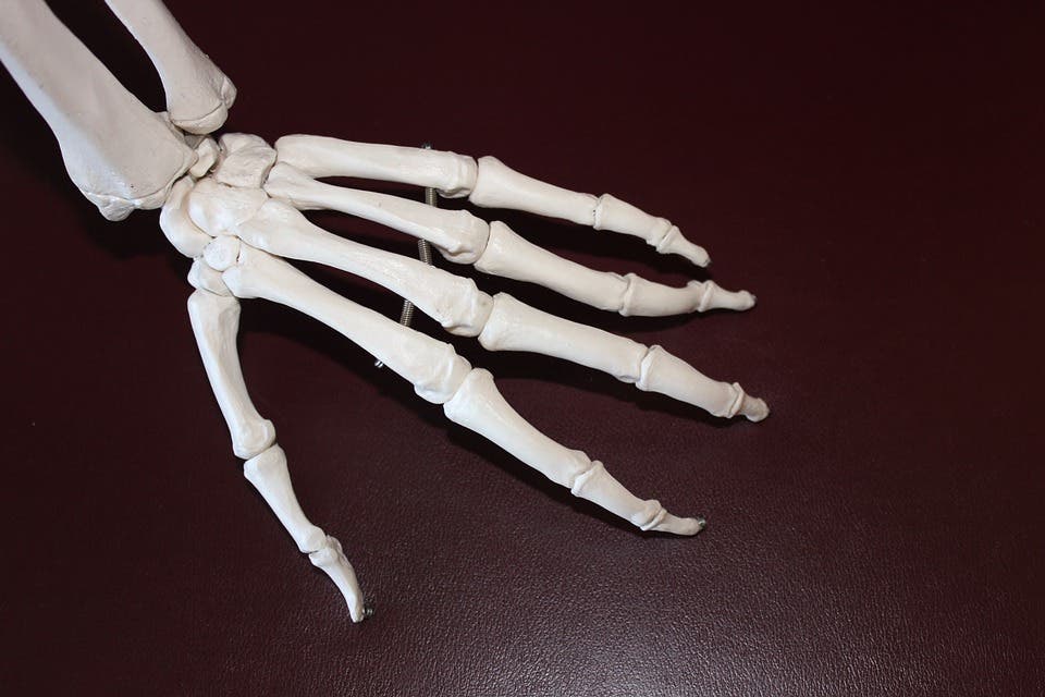 Skeletal hand.