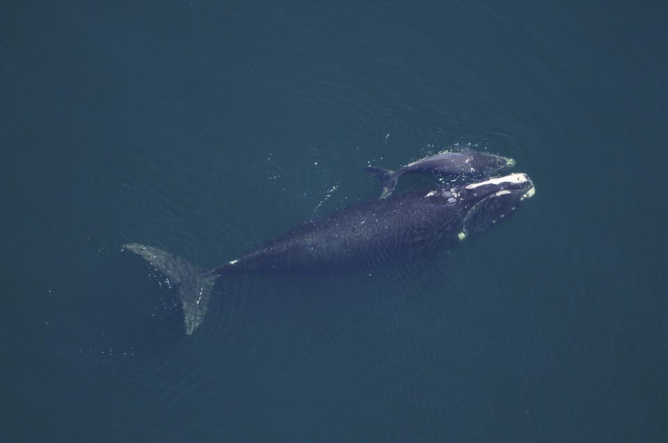 Whale and calf.