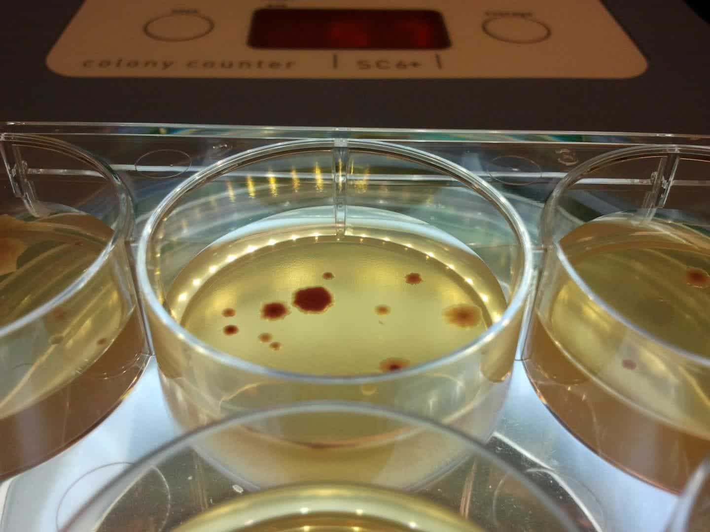 Antibiotic-resistant bacteria growing in the lab. Image credits: The University of Manchester.
