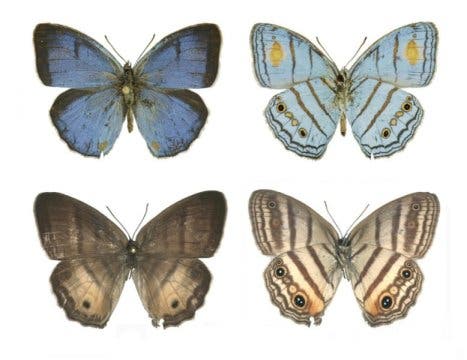 The blue and brown butterfly are actually the same species! Image credits: Florida Museum of Natural History photo by Shinichi Nakahara.