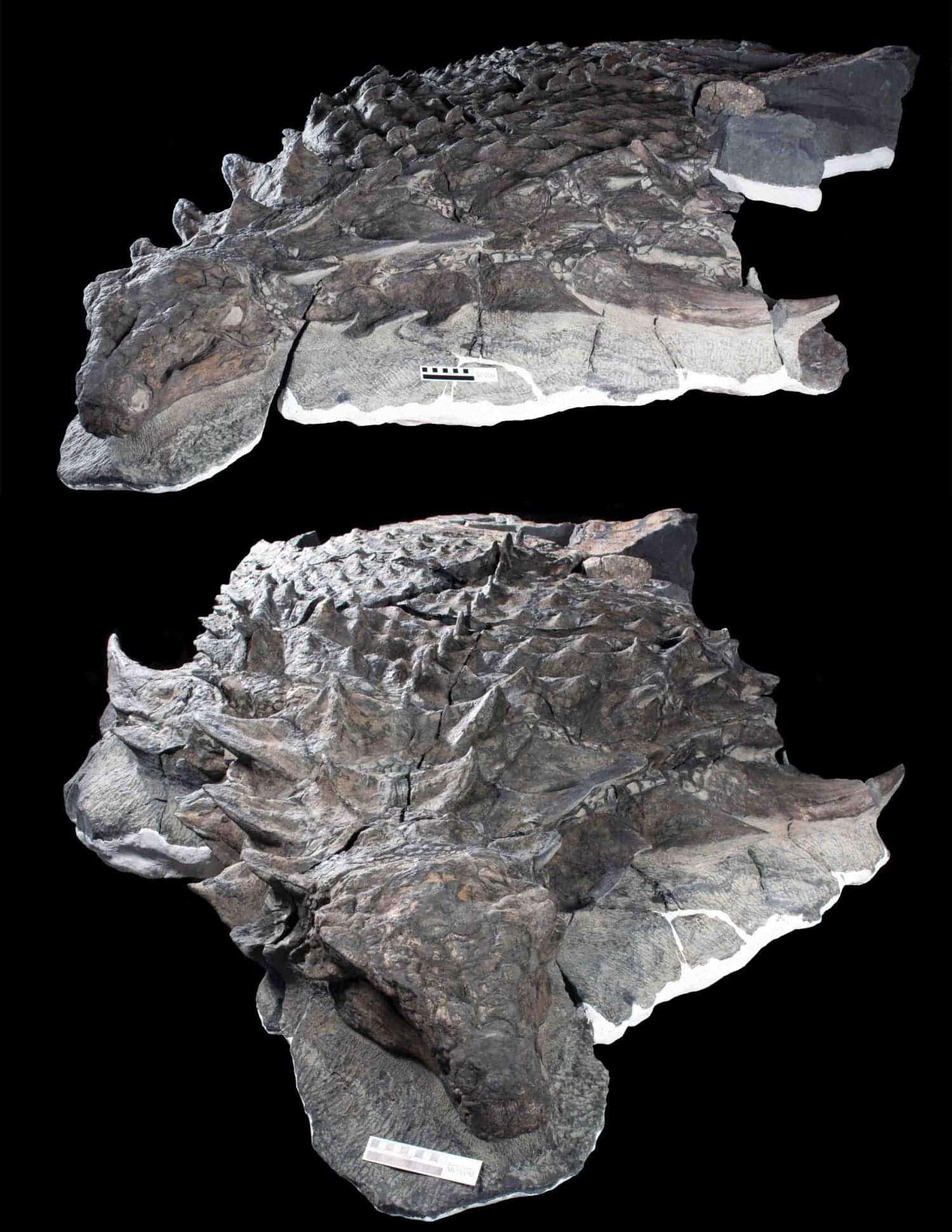 This beast had a lot of armor. Scale bar is 10 cm / 4 in. 
Image credits Royal Tyrrell Museum of Palaeontology, Drumheller, Canada.