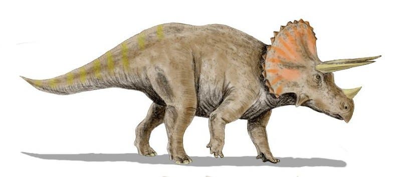 triceratops reconstruction