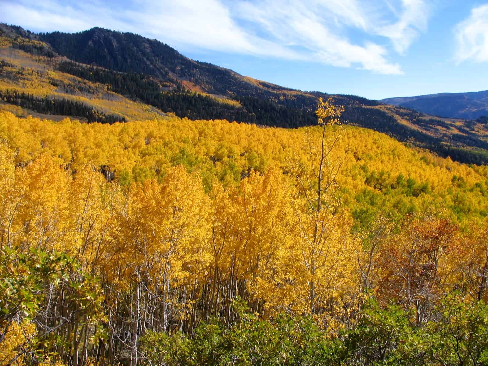 Pando is one of the largest, oldest living organisms in the world. Image credits: Mark Muir.