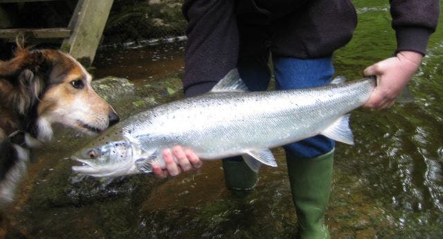 Atlantic salmon have been caught in the past few days where they don't belong. Image credits: Rupert Fleetingly.
