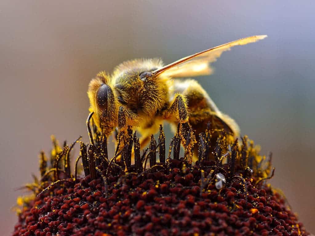 A forager collecting pollen. Image credits: Jon Sullivan.