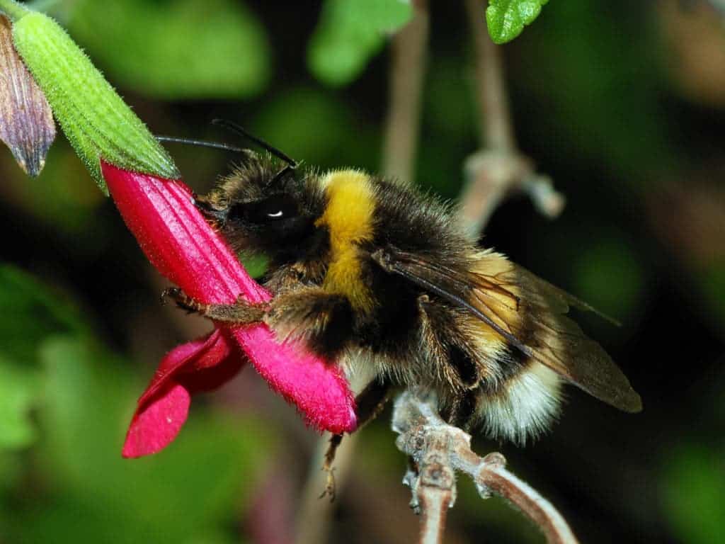 bee bumblebee pesticide