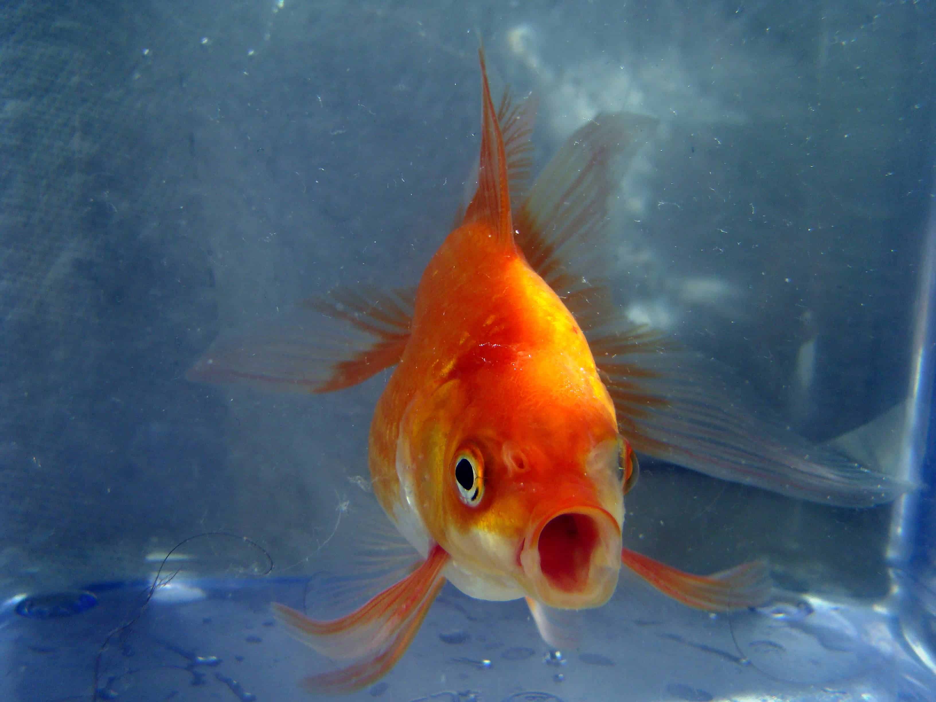 Goldfish can live without oxygen for 4-5 months. Image credits: Pogrebnoj-Alexandroff.
