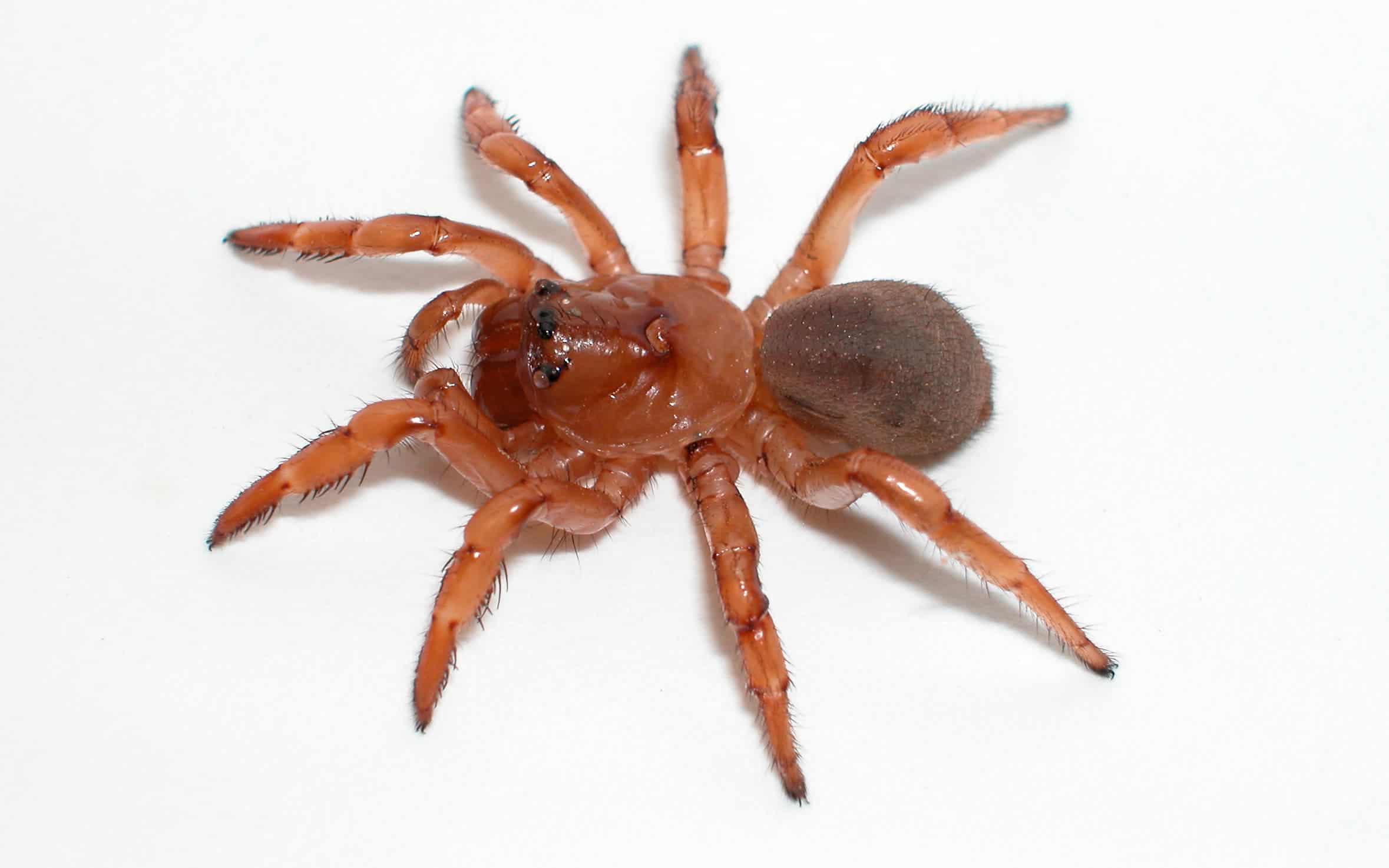 A species of Moggridgea spider. Image credits: Jason Bond.