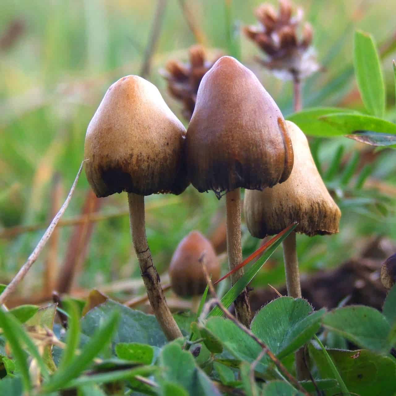 Fruit bodies of the hallucinogenic mushroom Psilocybe semilanceata, photographed in Sweden. Image credits: Arp / Wiki Commons.
