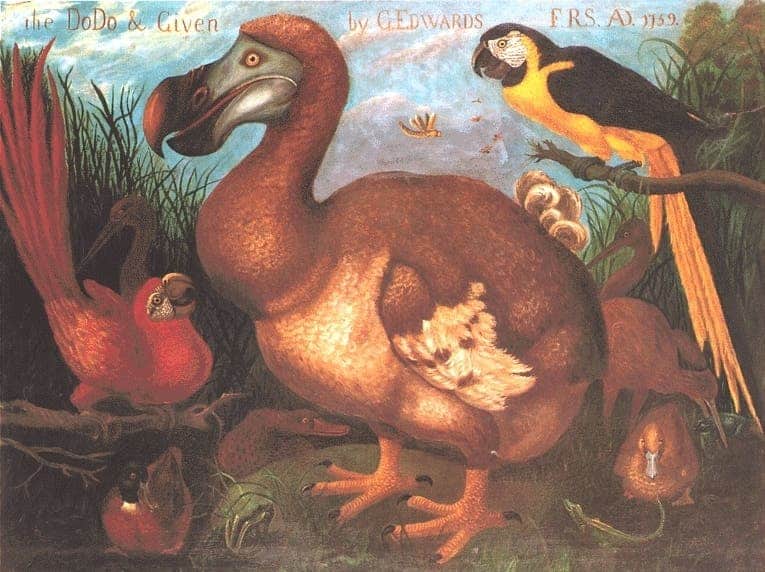 The dodo & given by G.Edwards 1759. Credit: Wikimedia Commons.