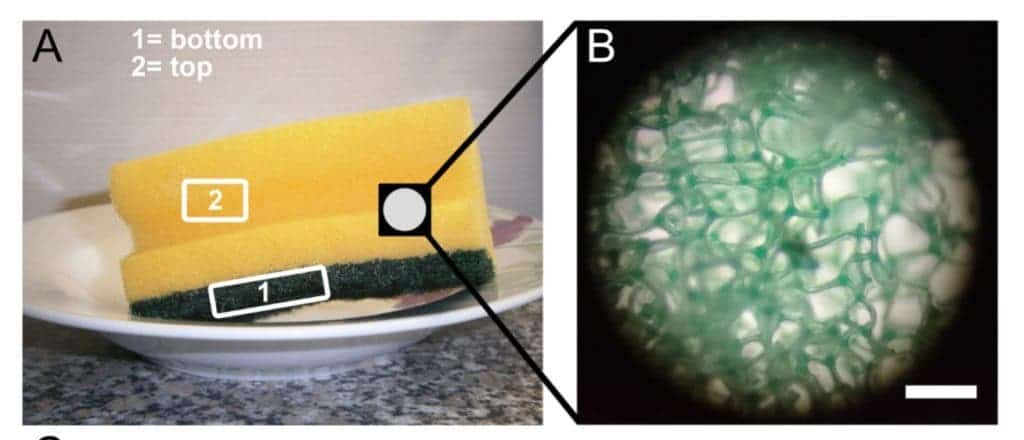 (A) Kitchen sponges, due to their porous nature (evident under the binocular (B) and water- soaking capacity, represent ideal incubators for microorganisms. Scale bar (B): 1 mm. Credit: Scientifi Reports.