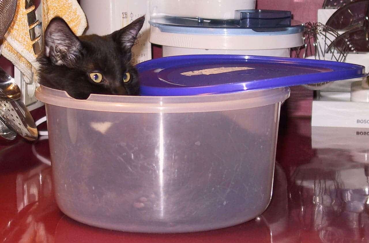 Black cat in a Tupperware container.