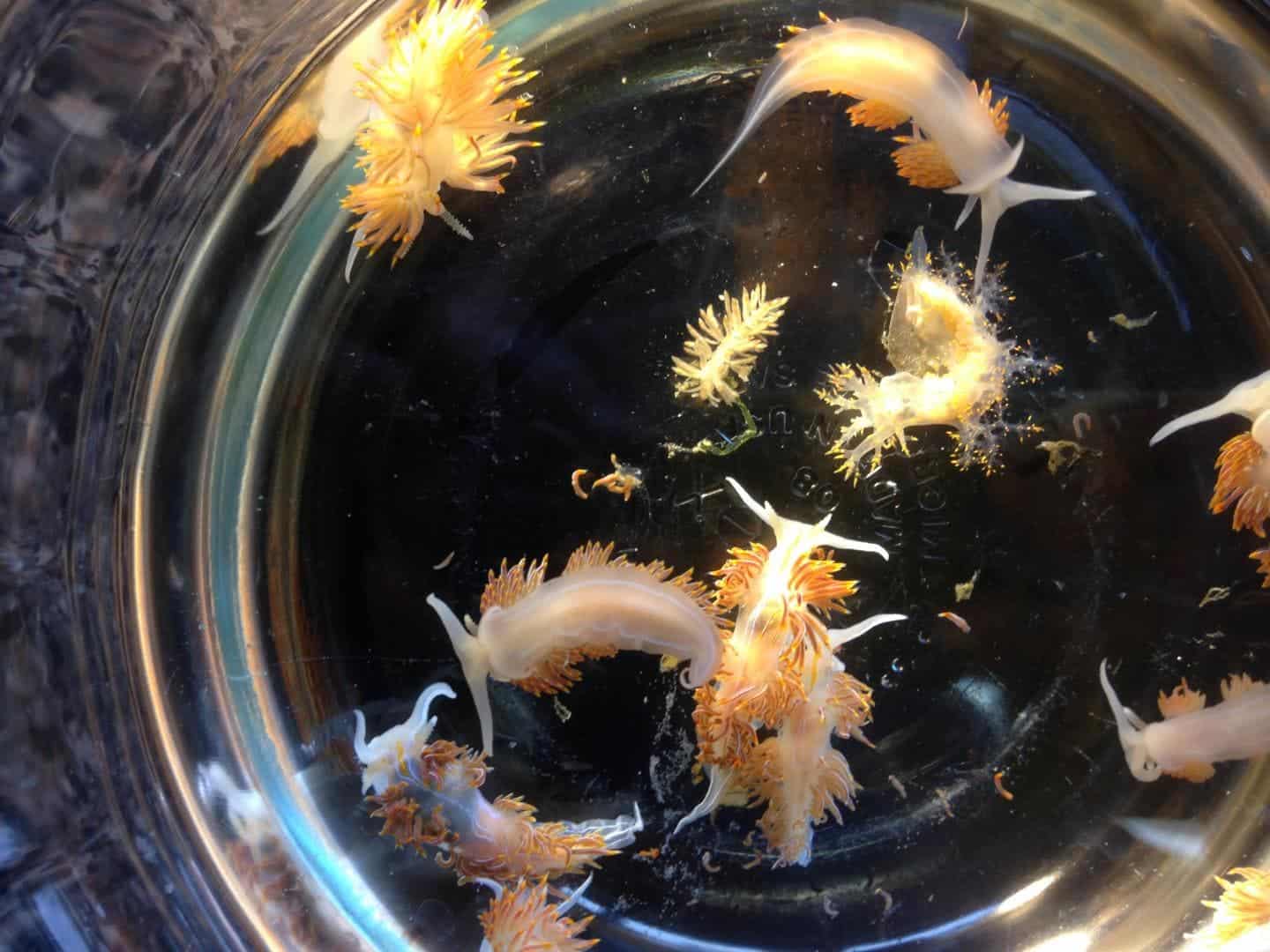 These are marine sea slugs from a Japanese vessel from Iwate Prefecture, washed ashore in Oregon in April 2015. Credits: John Chapman.